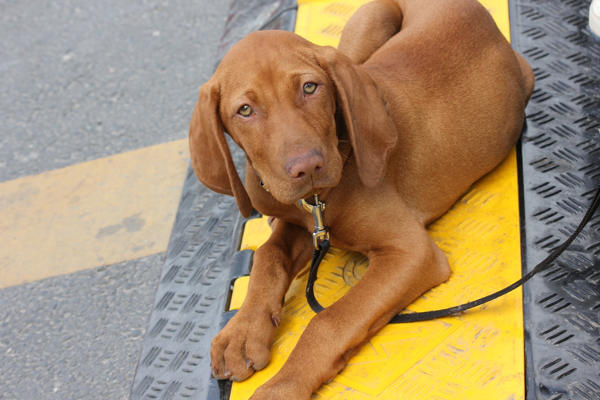 Kutyával is bemehetnek az utazók a Mol töltőállomásaira