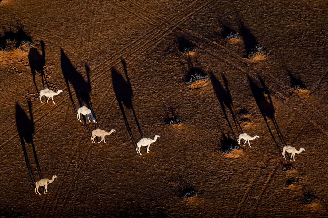 Dakar rali, Szaúd-Arábia, tevék