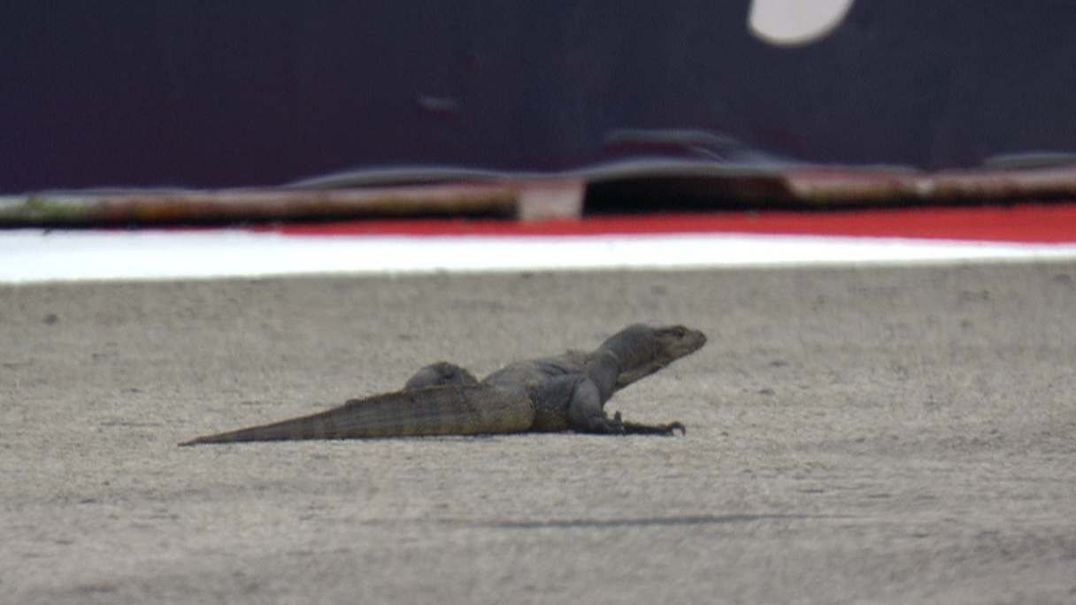 Sprintelő varánusz tette komikussá az utolsó szingapúri edzést